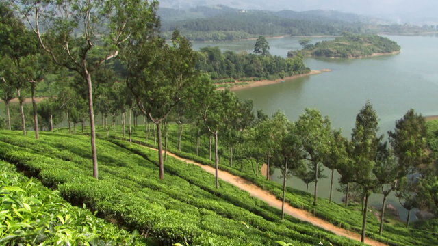 MS, Pan, Hills view on tea plantation, India, Munnar, Kerala