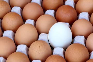 Chicken brown egg closeup view background
