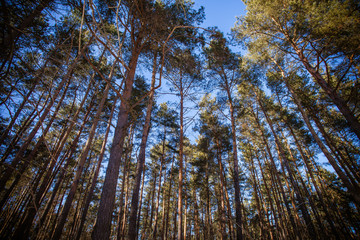 Fototapeta premium winter forest in Ukraine