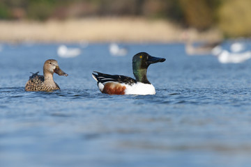 Northern Shoveler, Shoveler, Anas clypeata