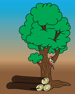 Woodpecker on a tree.