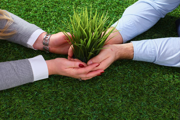 Close-up of businesspeople hands holding plant together