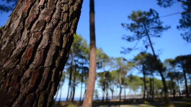 France, maritime pines in La foret des Landes