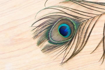 Green Peacock feather on wood