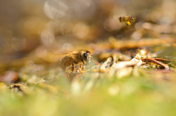 Closeup photo of honey bee a sunny day