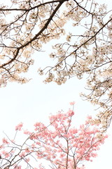 桜の花