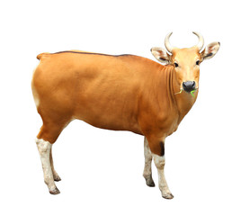 Image of banteng isolated on white background