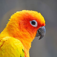 Obraz premium Sun Conure