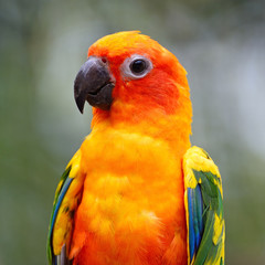 Sun Conure