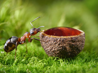 ant and drop of honey in cup