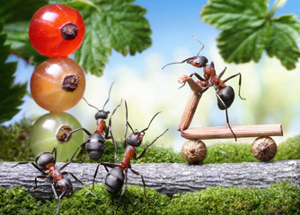 red traffic lights, bicycle loosing brake, ant tales