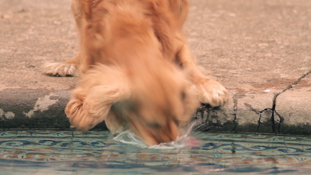 Dog Fishing Ball Out from Pool