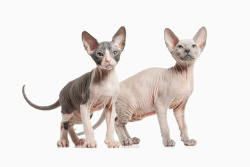 Cat. Several Don sphynx kittens on white background
