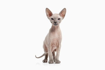 Cat. Don sphynx kitten on white background