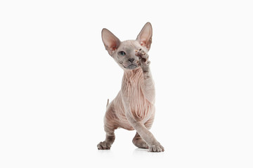 Cat. Don sphynx kitten on white background