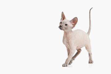 Cat. Don sphynx kitten on white background