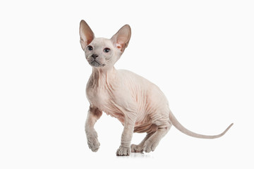 Cat. Don sphynx kitten on white background