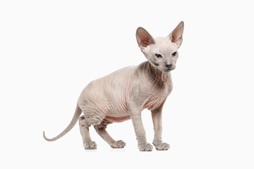 Cat. Don sphynx kitten on white background