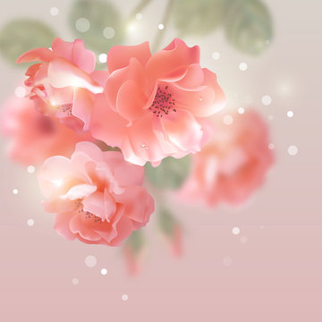 Shining vector flowers roses