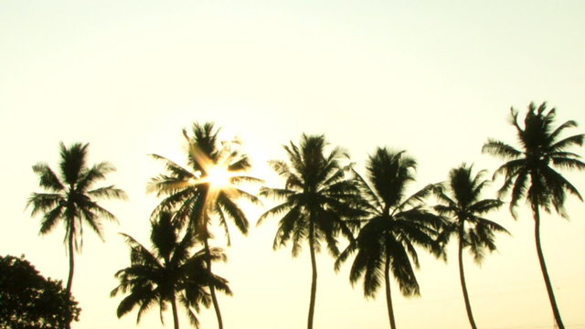 PAN, WS, Sun shining trough palm trees, Kerala, India