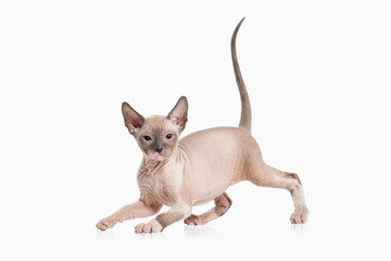Cat. Don sphynx kitten on white background