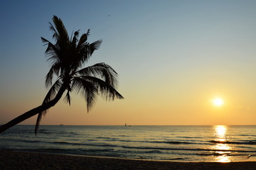 coconut tree on the beach