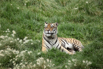 tiger resting