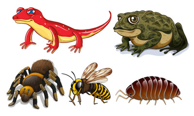 Small animals