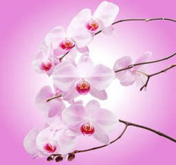 Pink orchid flower