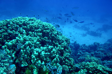 Group of coral fish  water.