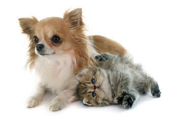 kitten exotic shorthair and chihuahua