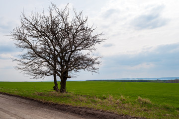 tree in the field