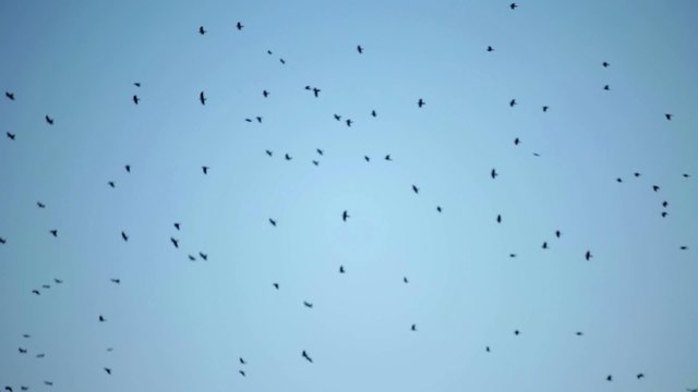 A huge flock of crow birds flying circling in the sky
