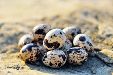 Obraz premium Group of quail eggs