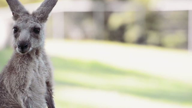 An Australian kangaroo outdoors on the grass.