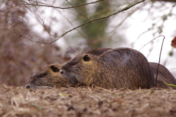 Ragondins sur leur dortoir