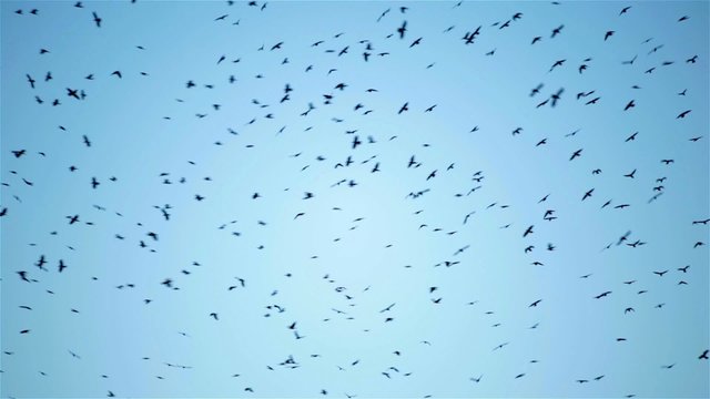 A huge flock of crows bird flying circling in the sky