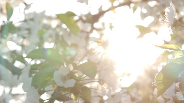 Blossom trees in garden centre