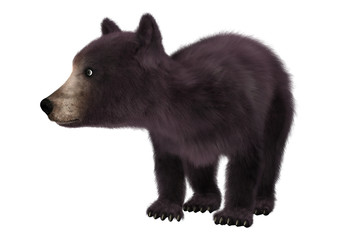 Little Black Bear