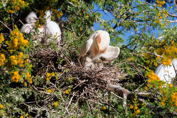 Cattle Egret, Bubulcus ibis, with breeding colors