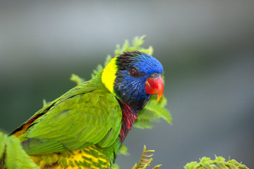Rainbow lorikeet (Trichoglossus haematodus)