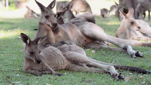 A group of Australian kangaroos outdoors on the grass.