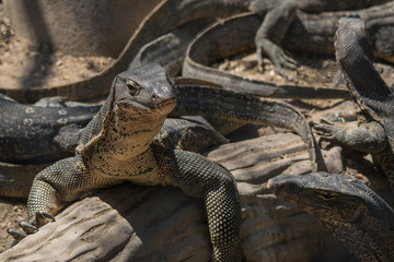 varanus