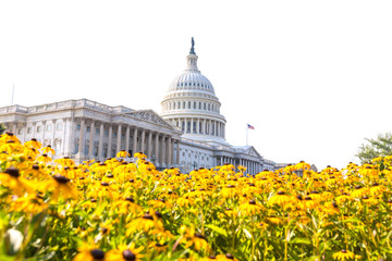 Capitol building Washington DC daisy flowers USA