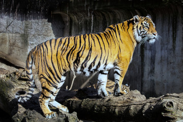 Sumatran tiger, Panthera tigris sumatrae