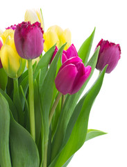 bouquet of  yellow and purple  tulip flowers