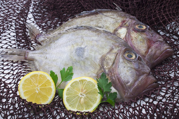 fresh fish in the fishing net