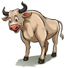 One male cow
