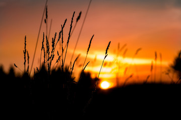 Evening sunset on the field