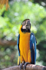 ルリコンゴウインコ